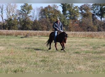 Mustang (amerikanisch), Wallach, 7 Jahre, 142 cm, Rotbrauner