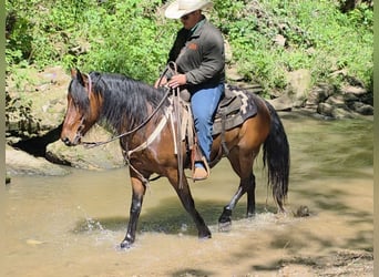 Mustang (amerikanisch), Wallach, 7 Jahre, 142 cm, Rotbrauner