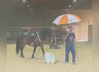 Mustang (amerikanisch), Wallach, 7 Jahre, 142 cm, Rotbrauner