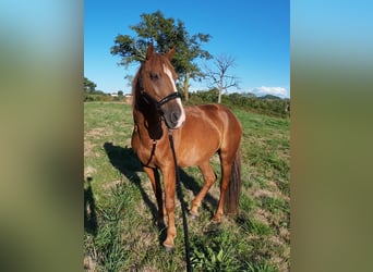 Mustang (amerikanisch), Wallach, 7 Jahre, 144 cm, Fuchs