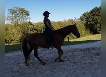Mustang (amerikanisch), Wallach, 7 Jahre, 144 cm, Fuchs