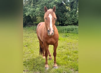 Mustang (amerikanisch), Wallach, 7 Jahre, 144 cm, Fuchs