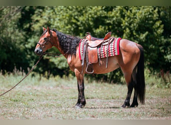 Mustang (amerikanisch), Wallach, 7 Jahre, 147 cm, Brauner