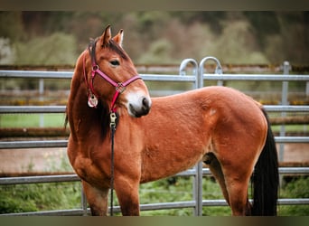 Mustang (amerikanisch), Wallach, 7 Jahre, 147 cm, Brauner