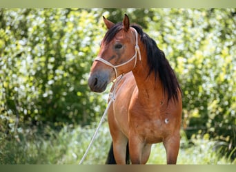 Mustang (amerikanisch), Wallach, 7 Jahre, 147 cm, Brauner