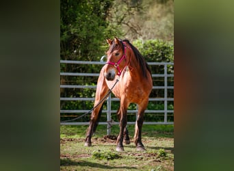 Mustang (amerikanisch), Wallach, 7 Jahre, 147 cm, Brauner