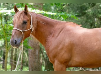 Mustang (amerikanisch), Wallach, 7 Jahre, 147 cm, Fuchs