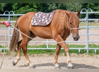 Mustang (amerikanisch), Wallach, 7 Jahre, 147 cm, Fuchs