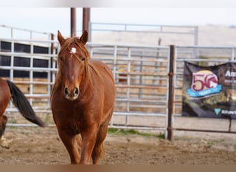 Mustang (amerikanisch), Wallach, 7 Jahre, 147 cm, Fuchs