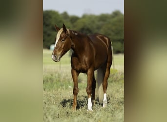 Mustang (amerikanisch), Wallach, 7 Jahre, 150 cm, Dunkelfuchs