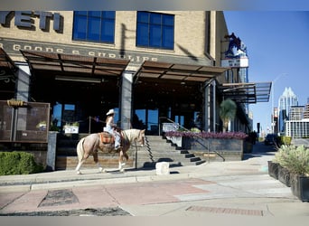 Mustang (amerikanisch), Wallach, 7 Jahre, 150 cm, Roan-Red