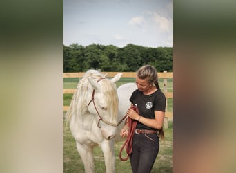Mustang (amerikanisch), Wallach, 8 Jahre, 140 cm, Cremello