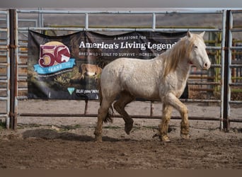 Mustang (amerikanisch), Wallach, 8 Jahre, 140 cm, Cremello