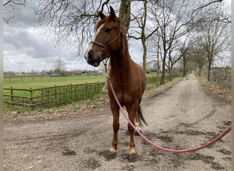 Mustang (amerikanisch), Wallach, 8 Jahre, 144 cm, Fuchs