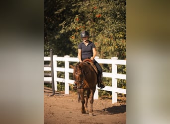 Mustang (amerikanisch), Wallach, 8 Jahre, 145 cm, Dunkelfuchs