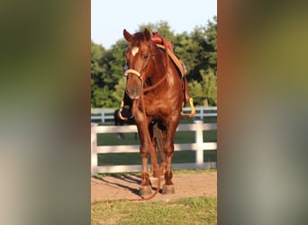 Mustang (amerikanisch), Wallach, 8 Jahre, 145 cm, Dunkelfuchs