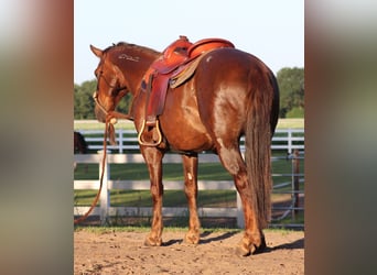 Mustang (amerikanisch), Wallach, 8 Jahre, 145 cm, Dunkelfuchs