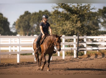 Mustang (amerikanisch), Wallach, 8 Jahre, 145 cm, Dunkelfuchs