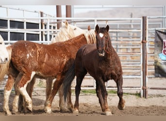 Mustang (amerikanisch), Wallach, 8 Jahre, 147 cm, Dunkelfuchs