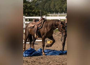 Mustang (amerikanisch), Wallach, 8 Jahre, 147 cm, Dunkelfuchs