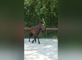 Mustang (amerikanisch), Wallach, 8 Jahre, 148 cm, Rappe