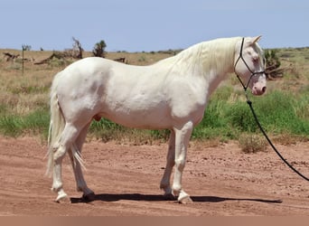 Mustang (amerikanisch), Wallach, 8 Jahre, 150 cm, Cremello