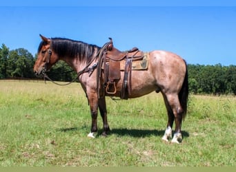 Mustang (amerikanisch), Wallach, 8 Jahre, 152 cm, Roan-Bay