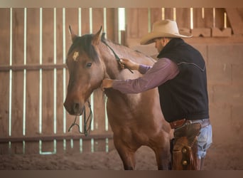 Mustang (amerikanisch), Wallach, 8 Jahre, 154 cm, Falbe