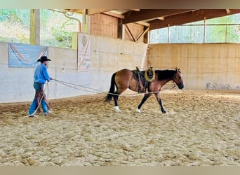 Mustang (amerikanisch), Wallach, 8 Jahre, 158 cm, Falbe