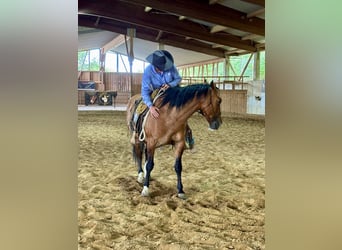 Mustang (amerikanisch), Wallach, 8 Jahre, 158 cm, Falbe