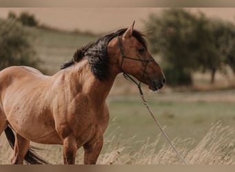 Mustang (amerikanisch), Wallach, 8 Jahre, 158 cm, Falbe
