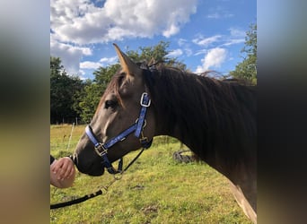 Mustang (amerikanisch), Wallach, 8 Jahre, 160 cm, Grullo