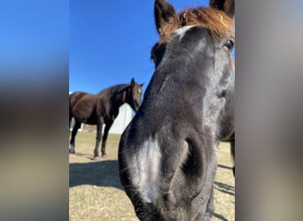 Mustang (amerikanisch), Wallach, 9 Jahre, 144 cm, Rappe