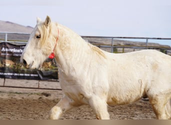 Mustang (amerikanisch), Wallach, 9 Jahre, 150 cm, Palomino