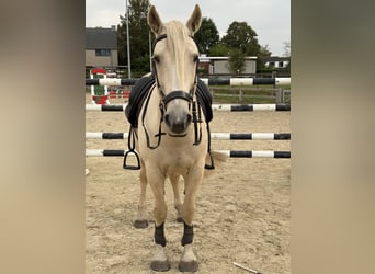 Mustang (amerikanisch), Wallach, 9 Jahre, 150 cm, Palomino