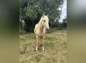 Mustang (amerikanisch), Wallach, 9 Jahre, 150 cm, Palomino