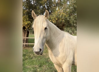 Mustang (amerikanisch), Wallach, 9 Jahre, 150 cm, Palomino