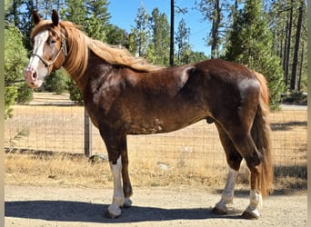 Mustang (amerikanisch), Wallach, 9 Jahre, 170 cm, Fuchs