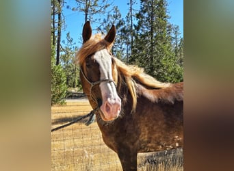 Mustang (amerikanisch), Wallach, 9 Jahre, 170 cm, Fuchs