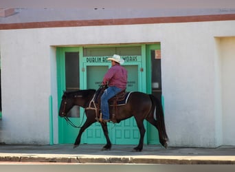 Mustang, Caballo castrado, 10 años, 142 cm, Grullo