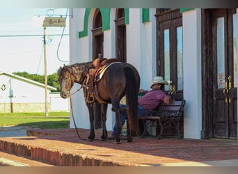 Mustang, Caballo castrado, 10 años, 142 cm, Grullo