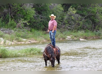 Mustang, Caballo castrado, 10 años, 142 cm, Grullo