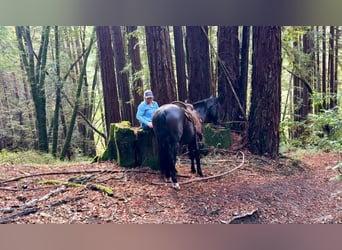 Mustang, Caballo castrado, 10 años, 147 cm, Negro