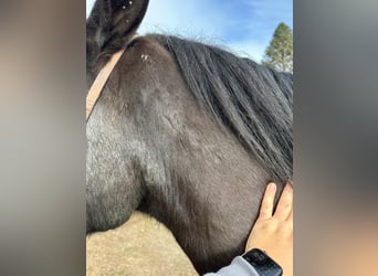 Mustang, Caballo castrado, 10 años, 147 cm, Negro