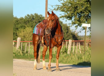 Mustang, Caballo castrado, 10 años, 155 cm, Alazán rojizo