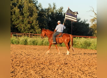 Mustang, Caballo castrado, 10 años, 155 cm, Alazán rojizo