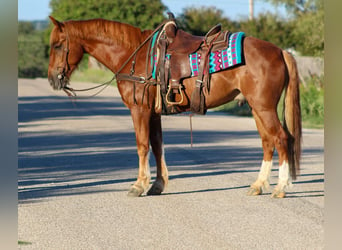 Mustang, Caballo castrado, 10 años, 155 cm, Alazán rojizo