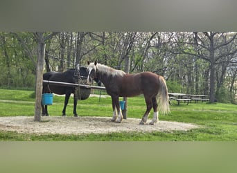 Mustang, Caballo castrado, 11 años, 152 cm, Alazán rojizo
