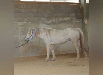 Mustang, Caballo castrado, 12 años, 148 cm, Tordo