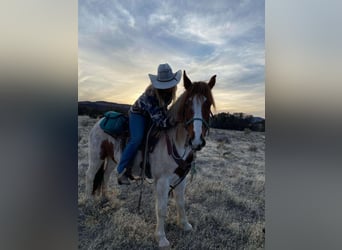 Mustang, Caballo castrado, 12 años, 152 cm, Alazán-tostado